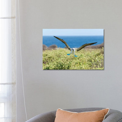 Blue-Footed Booby Landing, Galapagos Islands, Ecuador by Tui De Roy - Wrapped Canvas Print