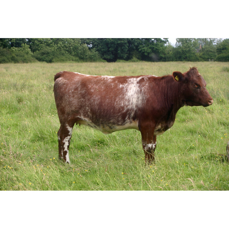 " Shorthorn Cow " by Johnatapw, 8" H x 12" W x 1.25" D