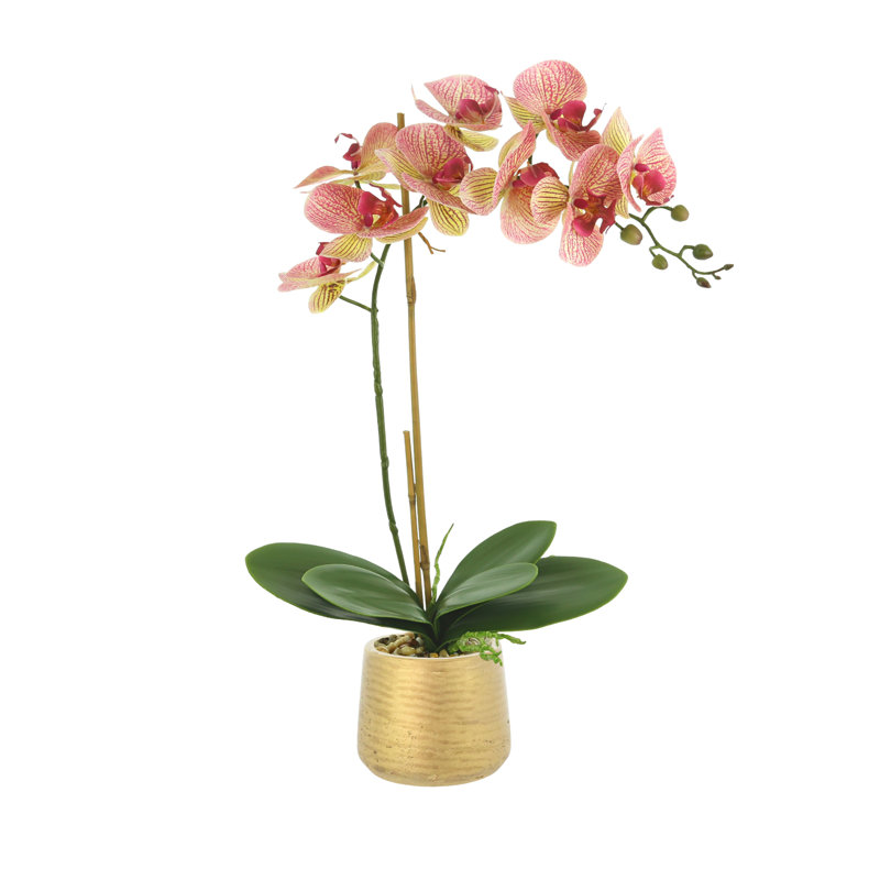 Phalaenopsis Orchid in Pot