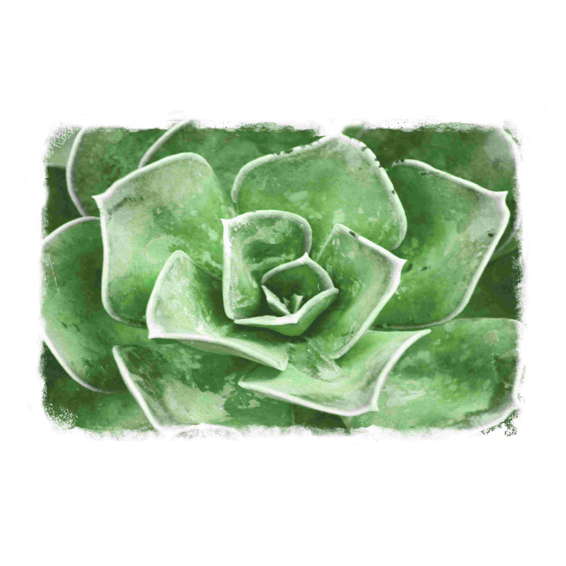 " Soft Sage Succulent " Painting Print, 20" H x 30" W  