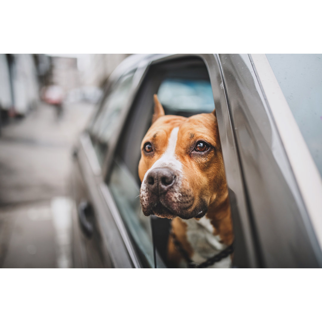 Bullterrier im Auto von Pekic - Druck