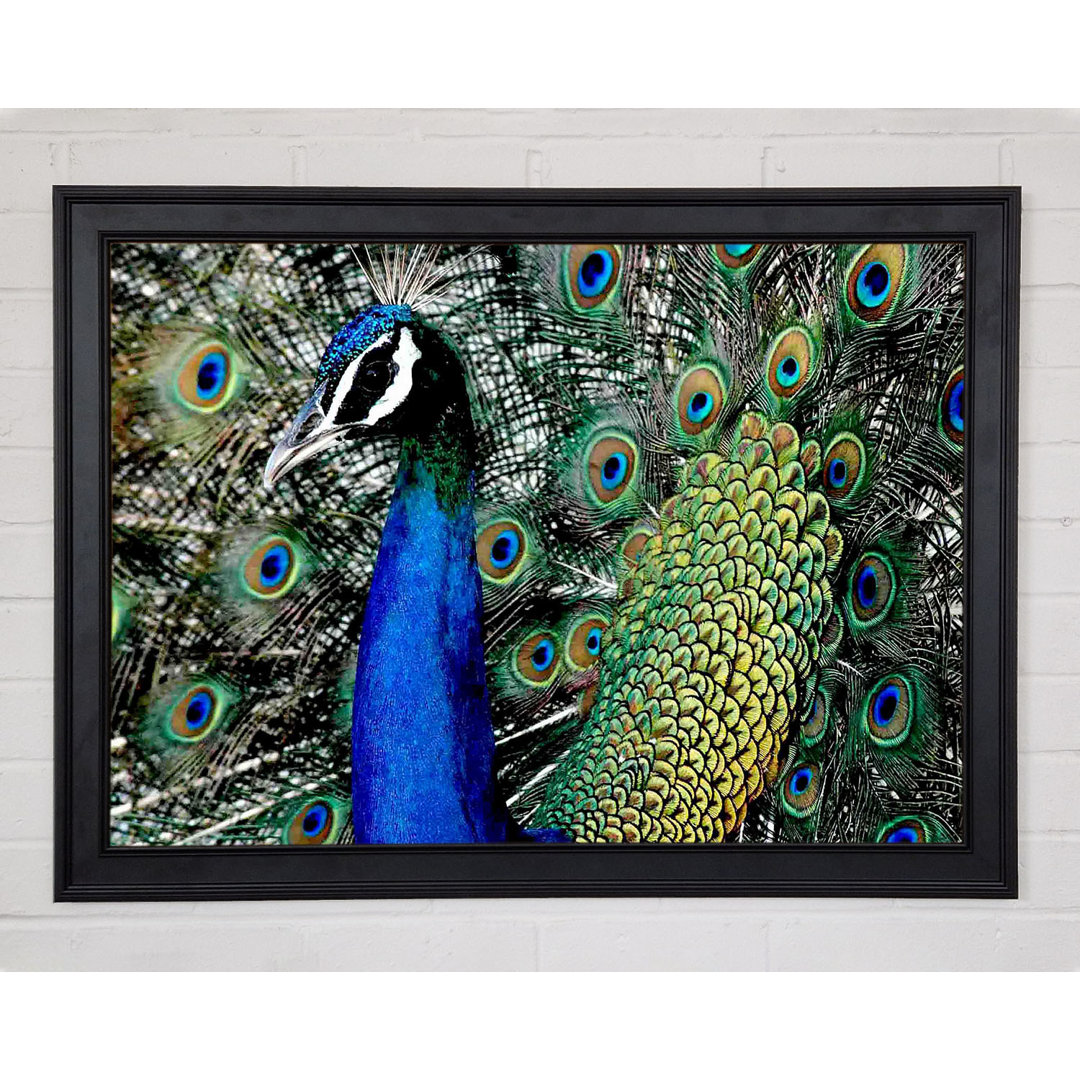 Peacock Stare - Einzelner Bilderrahmen Kunstdrucke