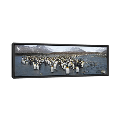 «King Penguins at St Andrews Bay, South Georgia Island», reproduction de photo sur toile