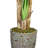 Panama Tall Banana Leaf Tree in Planter