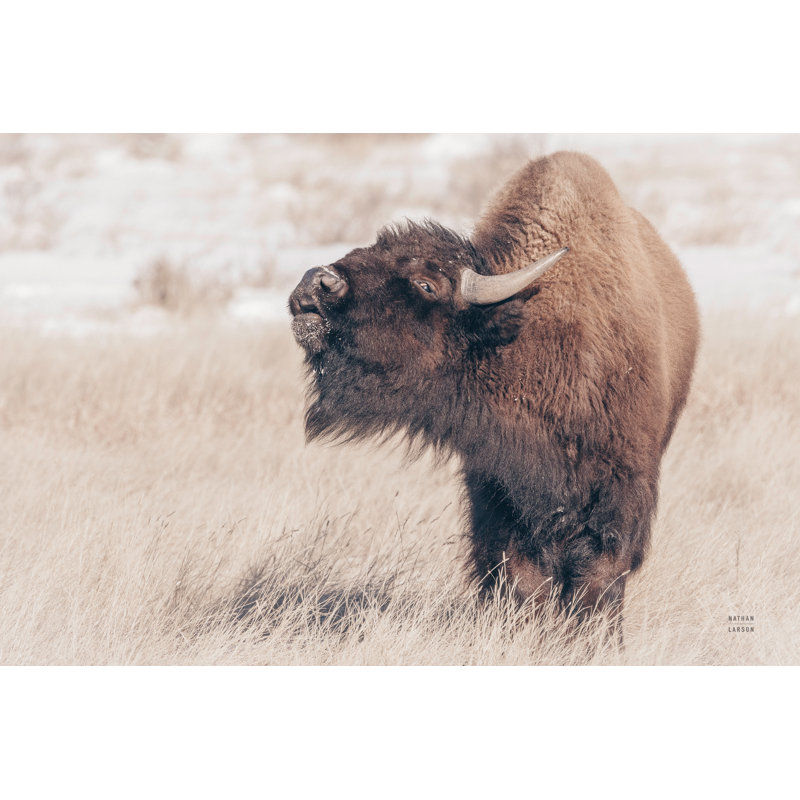 Keio " Bison Call " by Nathan Larson, 8" H x 12" W