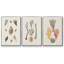 Knorr Shells & Coral IV-91887228-91887229