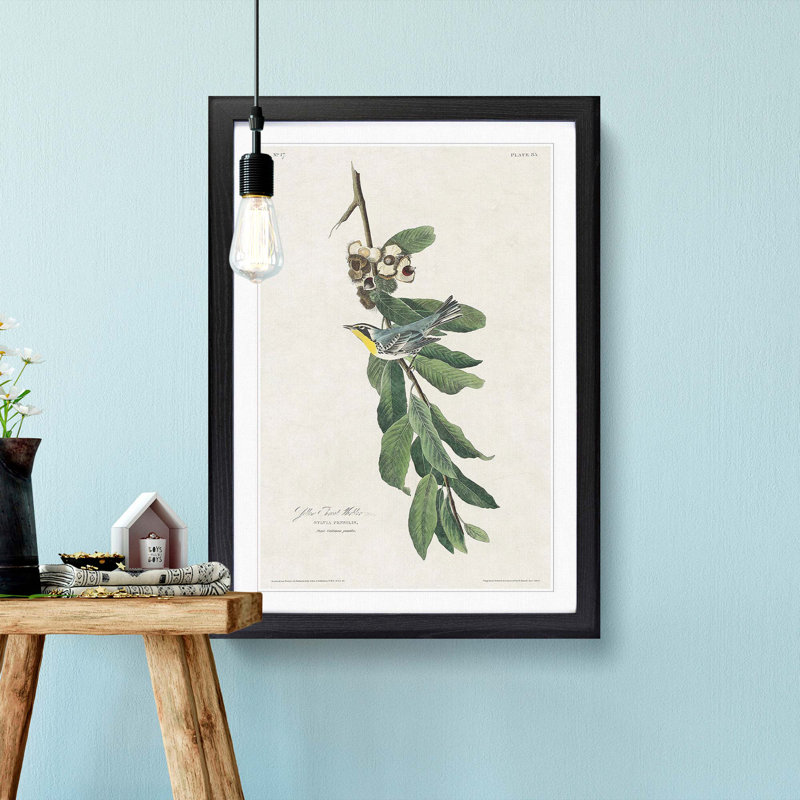 Yellow Throated Warbler by John James Audubon - Picture Frame Painting Print, Black Framed, 48cm H x 36cm W x 2cm D