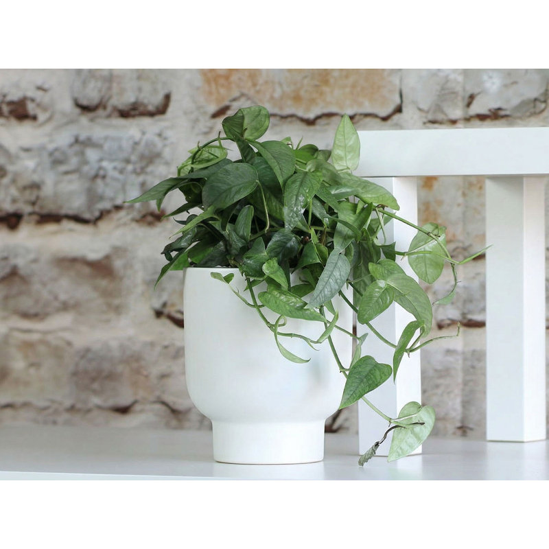 Cache-pots Monstera en céramique émaillée (paquet de 9) - Intérieur/Extérieur, Bleu classique mat