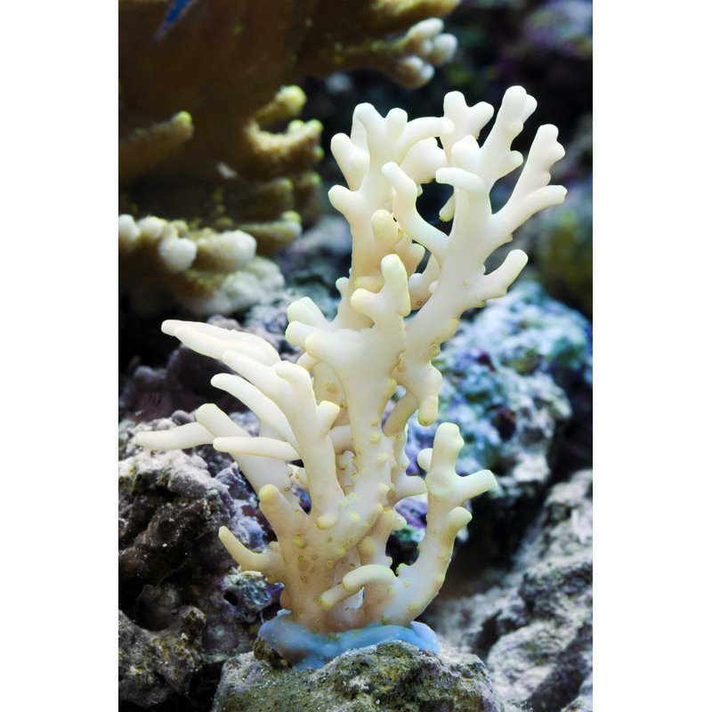 «White Color Of Hard Corals» - Photographie sur toile tendue, H 18 po x l 12 po