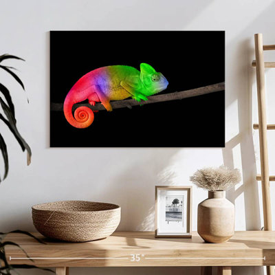 Caméléon arc-en-ciel Brampt