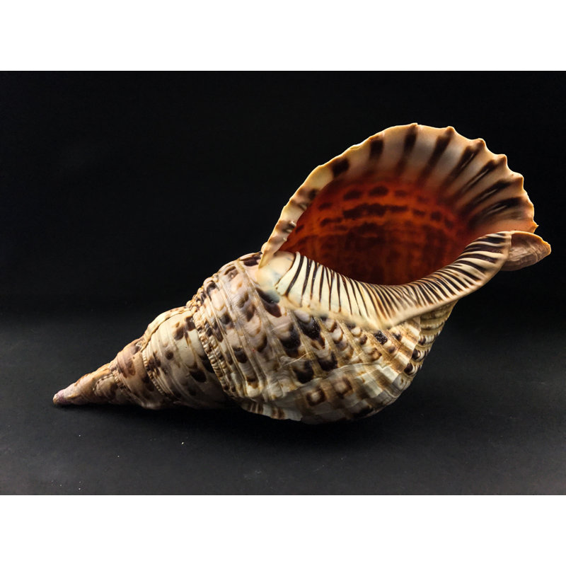 Genuine Atlantic Triton Shell (1.6 Lbs)