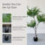 Arbre de bambou céleste 5,5 pi avec folioles vert vif et tronc fourchu naturel dans un pot de fleurs noir