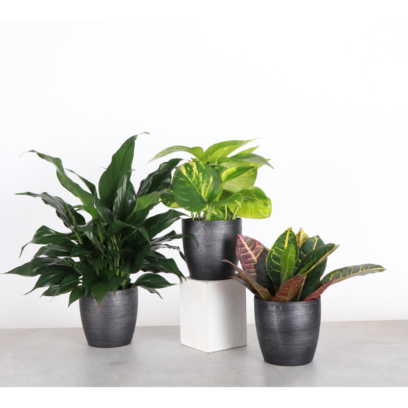 Plant in Pot, Black