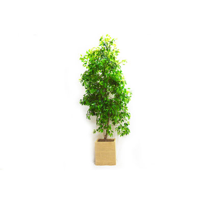 250cm Faux Birch Tree in Wood Planter