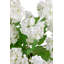Maelle RealTouch Snowball Hydrangea Pedestal Arrangement