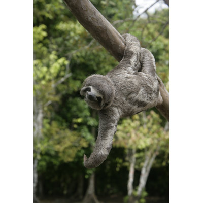 " Brown-Throated Three-Toed Sloth, Bradypus Variegatus "