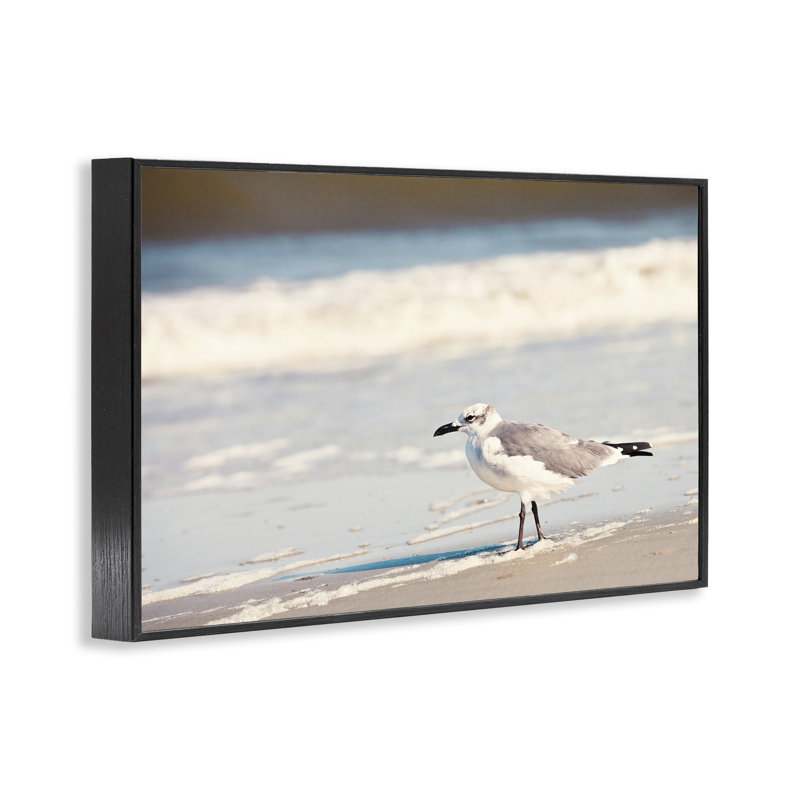 «Seagull Stepping on Shore», estampe numérique par Susan Bryant, H 12 po x l 18 po, Giclée encadrée noir minuit