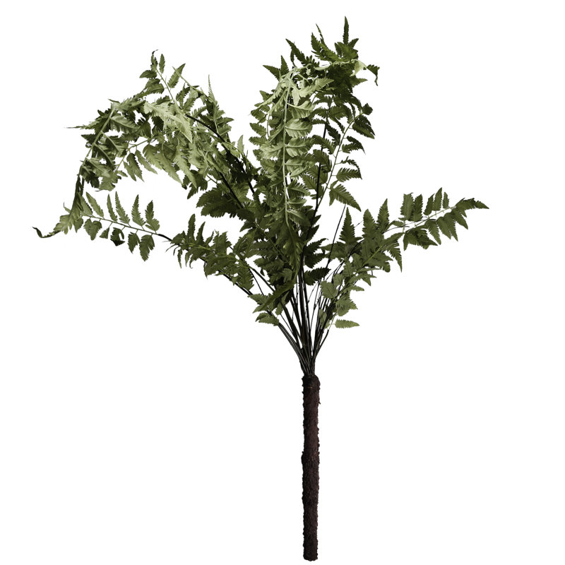 Fern Arrangement