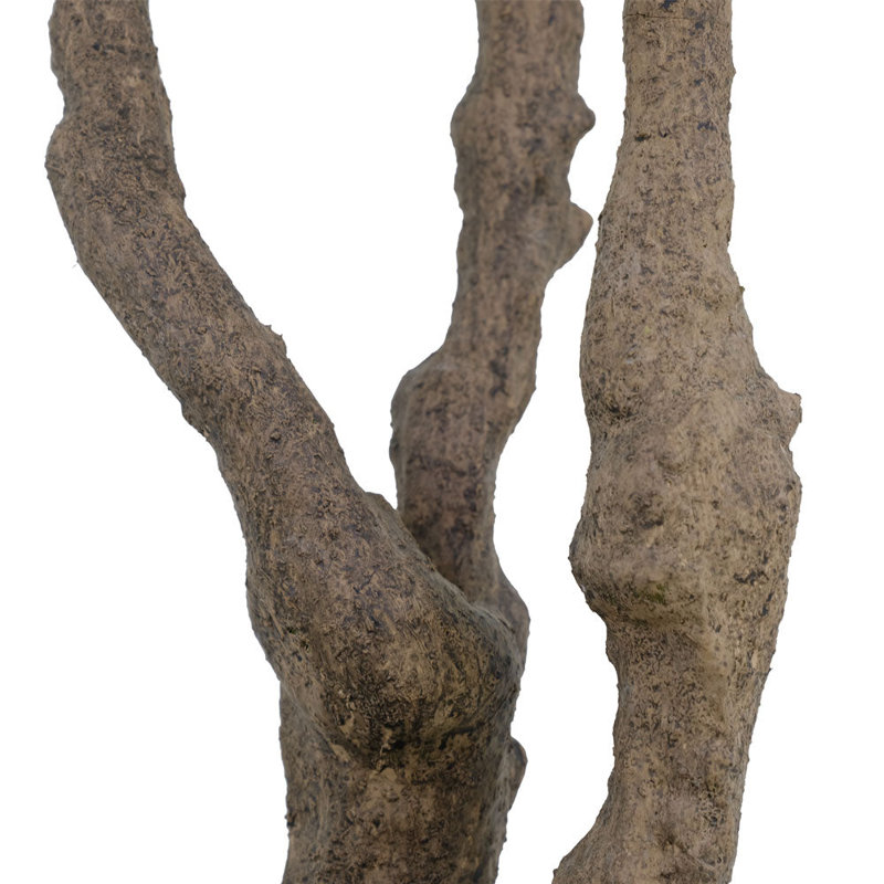 7.5FT OLIVE TREE, POTTED