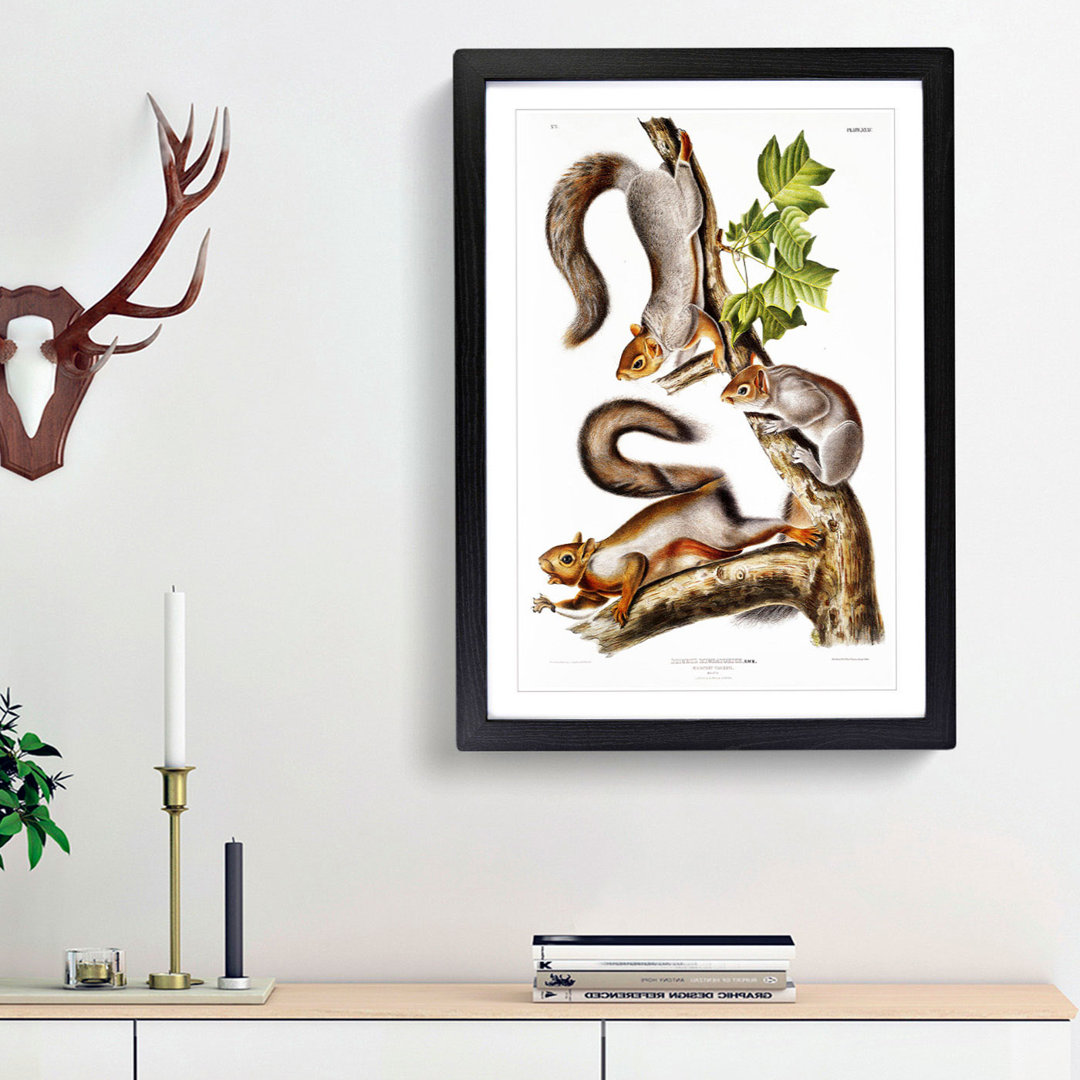 Migratory Squirrels by J.W. Audubon - Picture Frame Painting Print