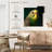 Crowle Budgie Close Up