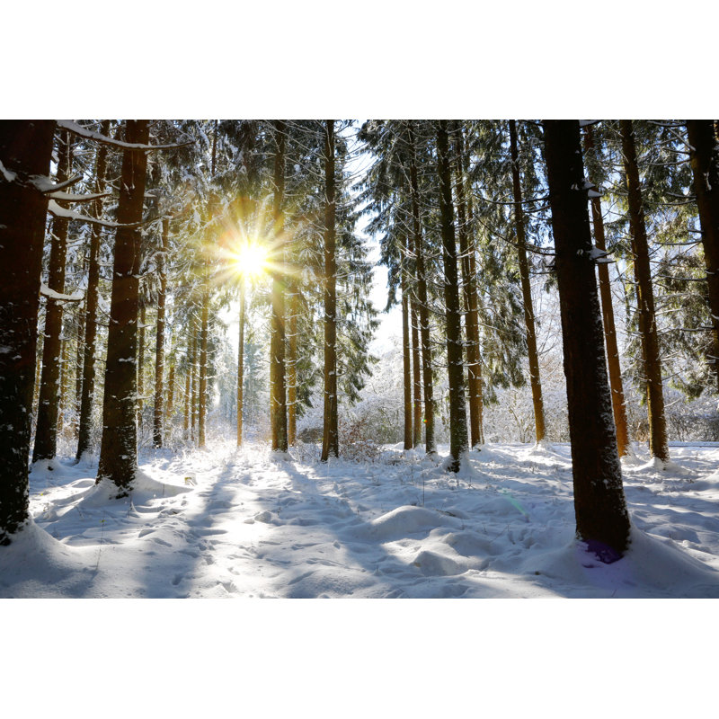 Sunset In Forest by Swkunst - Wrapped Canvas Print, 81cm H x 122cm W x 3.8cm D