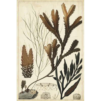 Seaweed I by Turpin - Art Prints on Canvas