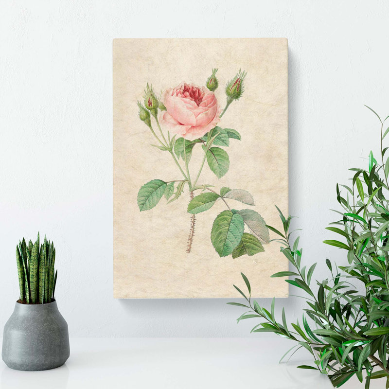 A Pink Rose by Pierre-Joseph Redoute - Wrapped Canvas Painting, 50cm H x 35cm W x 3cm D