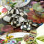 Courtly Check® Salt & Pepper Shakers