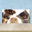 50cm W x 100cm L Glass Peel and Stick Panel
