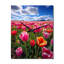 Allemagne, tulipe symphonique - horloge murale florale-99632896