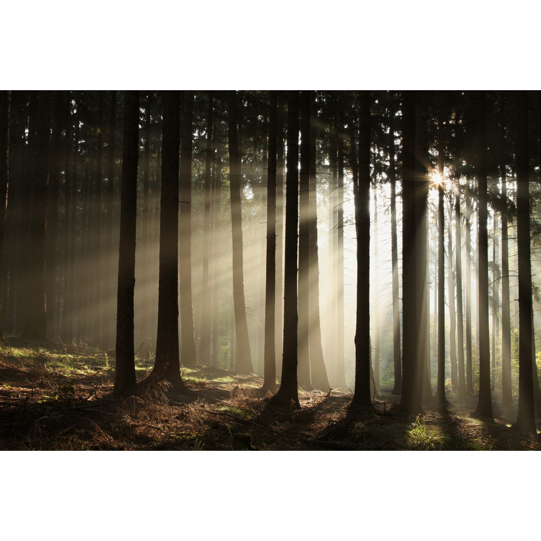 Coniferous Forest - Wrapped Canvas Print