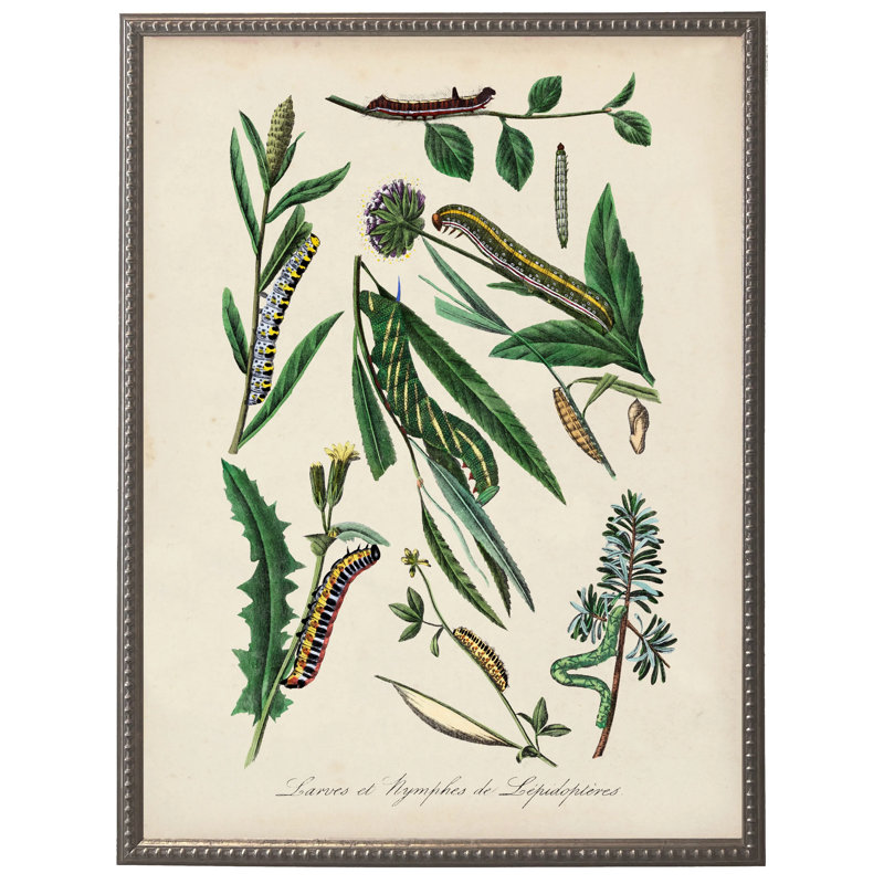 Vintage caterpillar and flower print on a distressed background in a beaded pewter frame sized 16x20