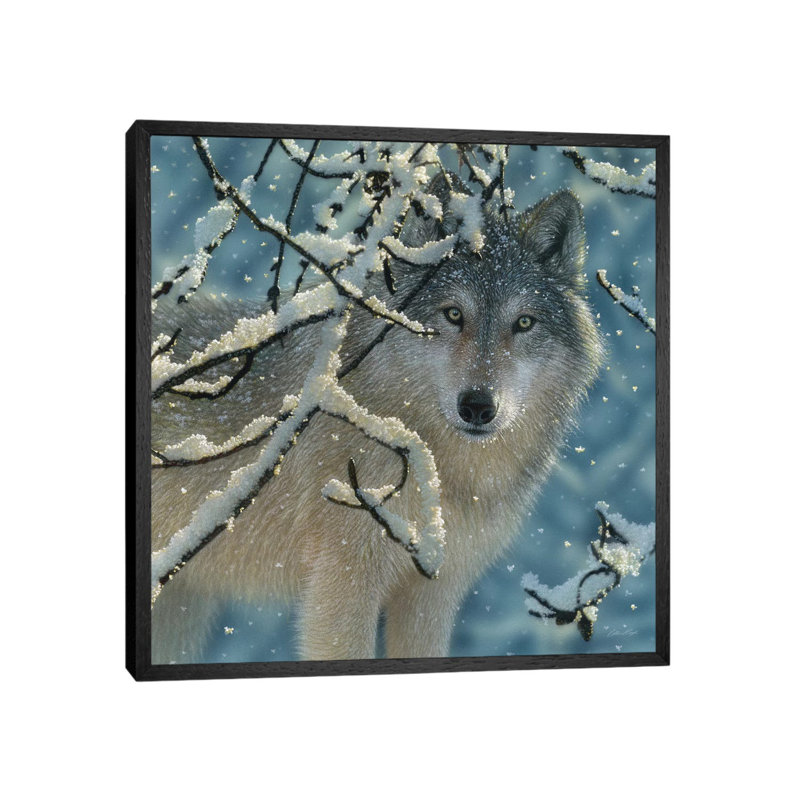 Broken Silence - Grey Wolf, Square by Collin Bogle - Print on Canvas, Black Framed Canvas, 66.04 cm H x 66.04 cm W