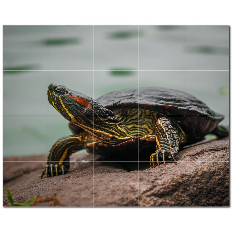 Murale en céramique satinée 12 po x 12 po Turtle Photo