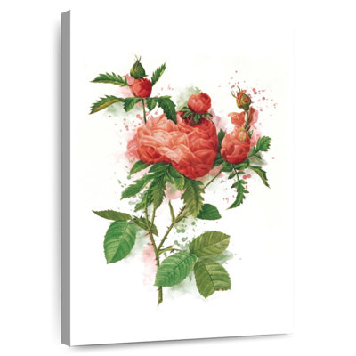 Red Rose Branch Splash