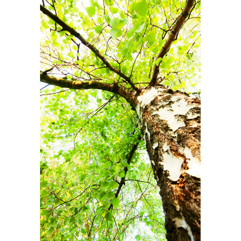 Leffler Birch - Wrapped Canvas Print, 30cm H x 20cm W x 3.8cm D