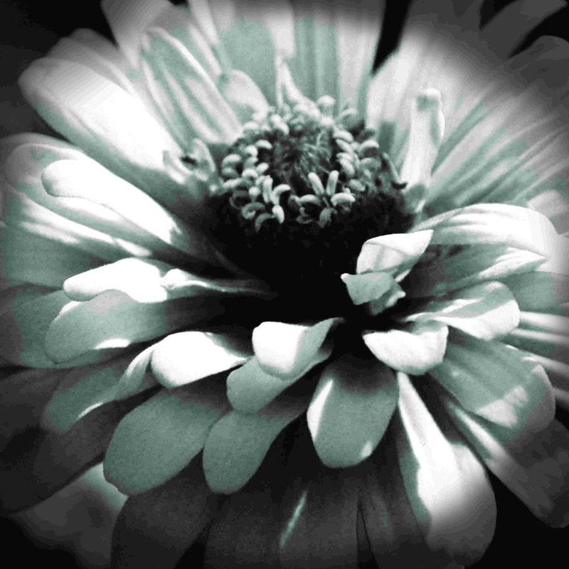 «Black and White Flower 2», reproduction sur toile tendue, L 36 po x H 36 po
