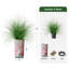 Arbre à oignon en soie - Plantes artificielles dans la décoration de sol extérieure moderne-97818474