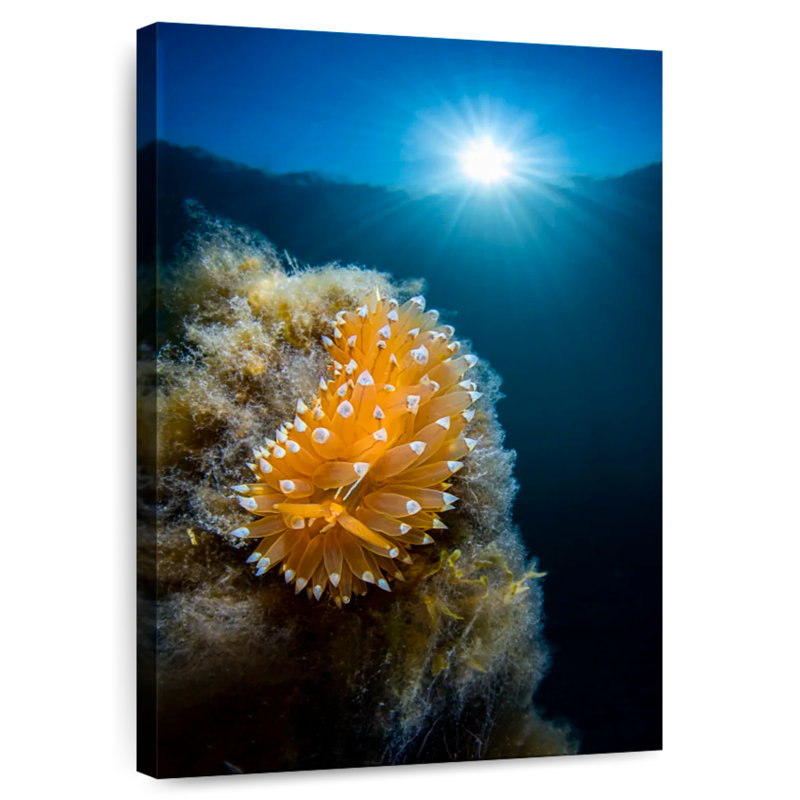 Crested Aeolis, 12" H x 8" W
