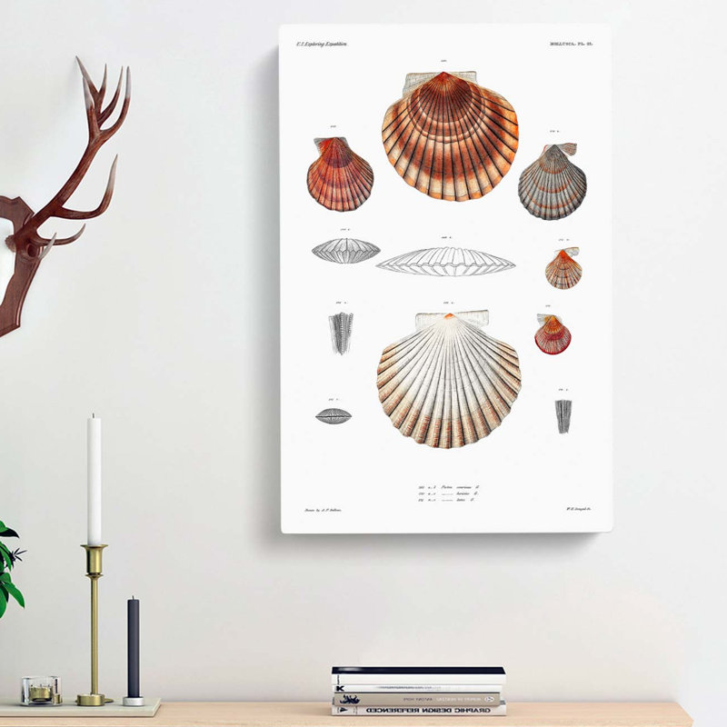 Clam Shells by A.A. Gould - Wrapped Canvas Graphic Art Print, 60cm H x 40cm W x 3cm D