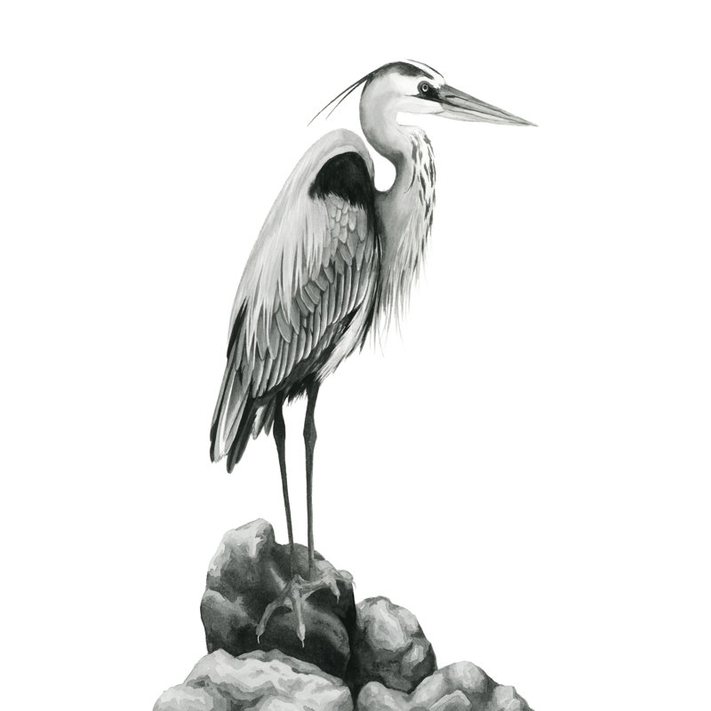 Shoreline Heron In B&W I by Grace Popp - Painting on Canvas, 46 cm H x 30 cm W, Wrapped Canvas