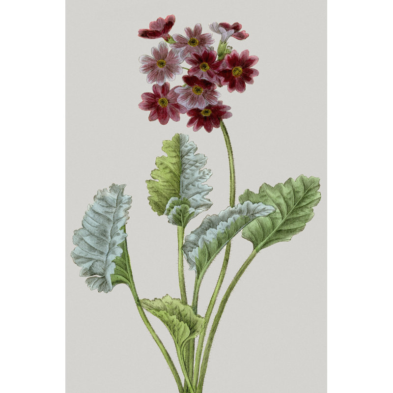 Vintage Garden Varieties VI by Vision Studio - Wrapped Canvas Art Prints, 46cm H x 30cm W