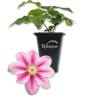 Clematis Bees Jubilee - Live Starter Plants in 2 Inch Growers Pots - Bold and Beautiful Flowering Vine Perfect for Patio Or Garden