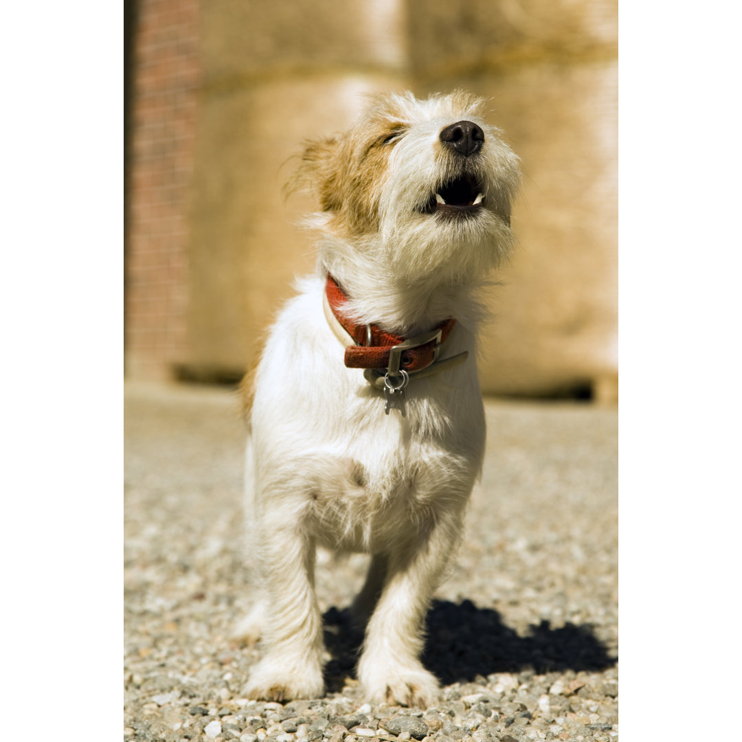 Jack Russell Terrier Hund heult. Farbbild von Claudio.arnese - Kunstdrucke