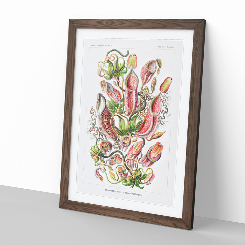 Pitcher Plants by Ernst Haeckel - Picture Frame Painting, Walnut Framed, 36cm H x 27cm W x 2cm D