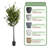 Artificial Eucalyptus Tree & Resin Round Plant Pots with Tray-1486852557-1488494847