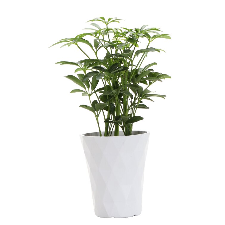 Thorsen's Greenhouse Live Arboricola Plant in Modern Planter | Perigold