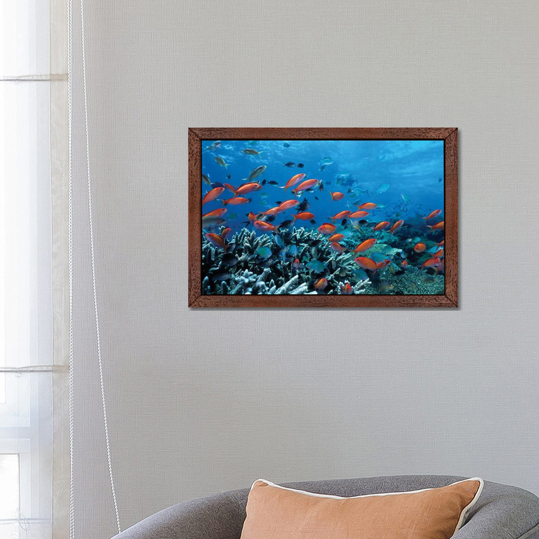 Ocean Fish Coral Reef - Print on Canvas
