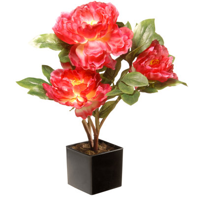Peony Flowers in Pot